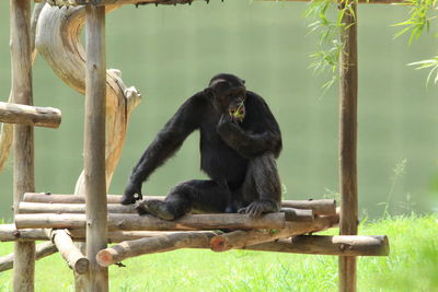 Monkey sitting on wood in zoo