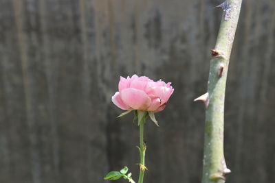 Close-up of pink rose