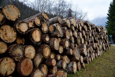 Stack of logs