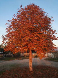 Tree in autumn