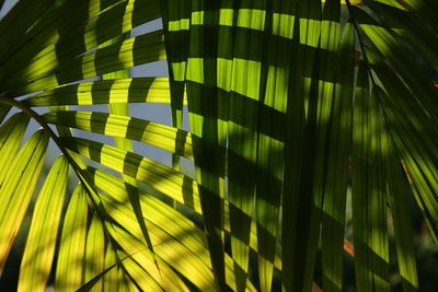 Full frame shot of palm trees