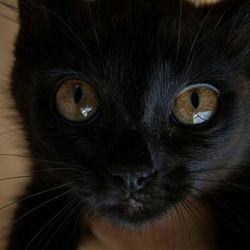 Close-up portrait of cat