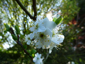 Close-up of fresh white flower tree