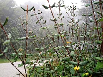 Close-up of plants against water