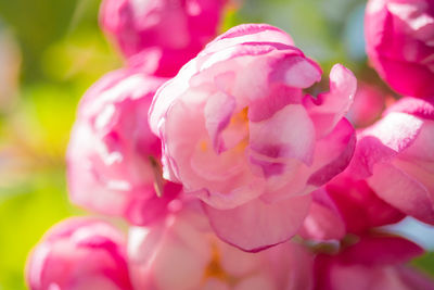 Close-up of pink flowering plant