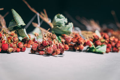 The drying process of wild strawberries, herbal tea. herbal treatment. healthy eating. detox diet.