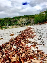 Surface level of dry leaves on field against sky