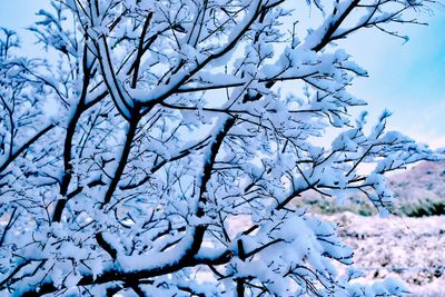 Scenic view of white flowering plant against sky during winter