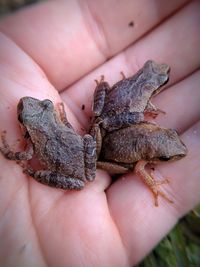 Close-up of a hand holding lizard