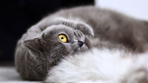 Close-up portrait of a cat