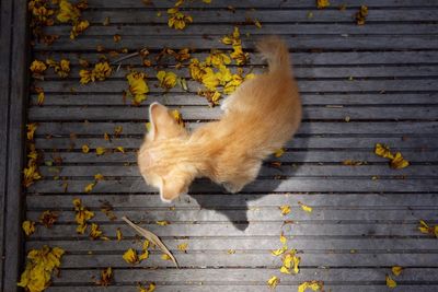 High angle view of a cat