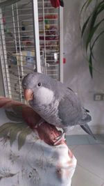 Close-up of hand eating bird