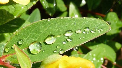 Close-up of water drops on leaf