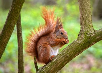 Squirrel on tree trunk