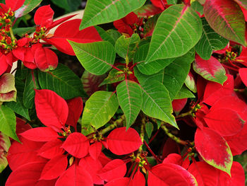 Close-up of red flowering plant