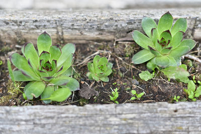 High angle view of plants growing on field