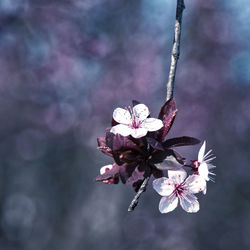 Close-up of pink flowers