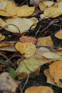 Close-up of maple leaves during autumn