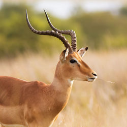 Deer in a field