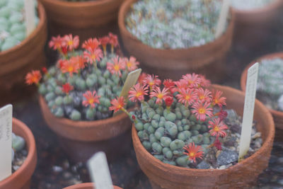 High angle view of potted plants