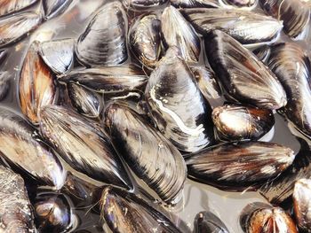 Full frame shot of mussels at market for sale