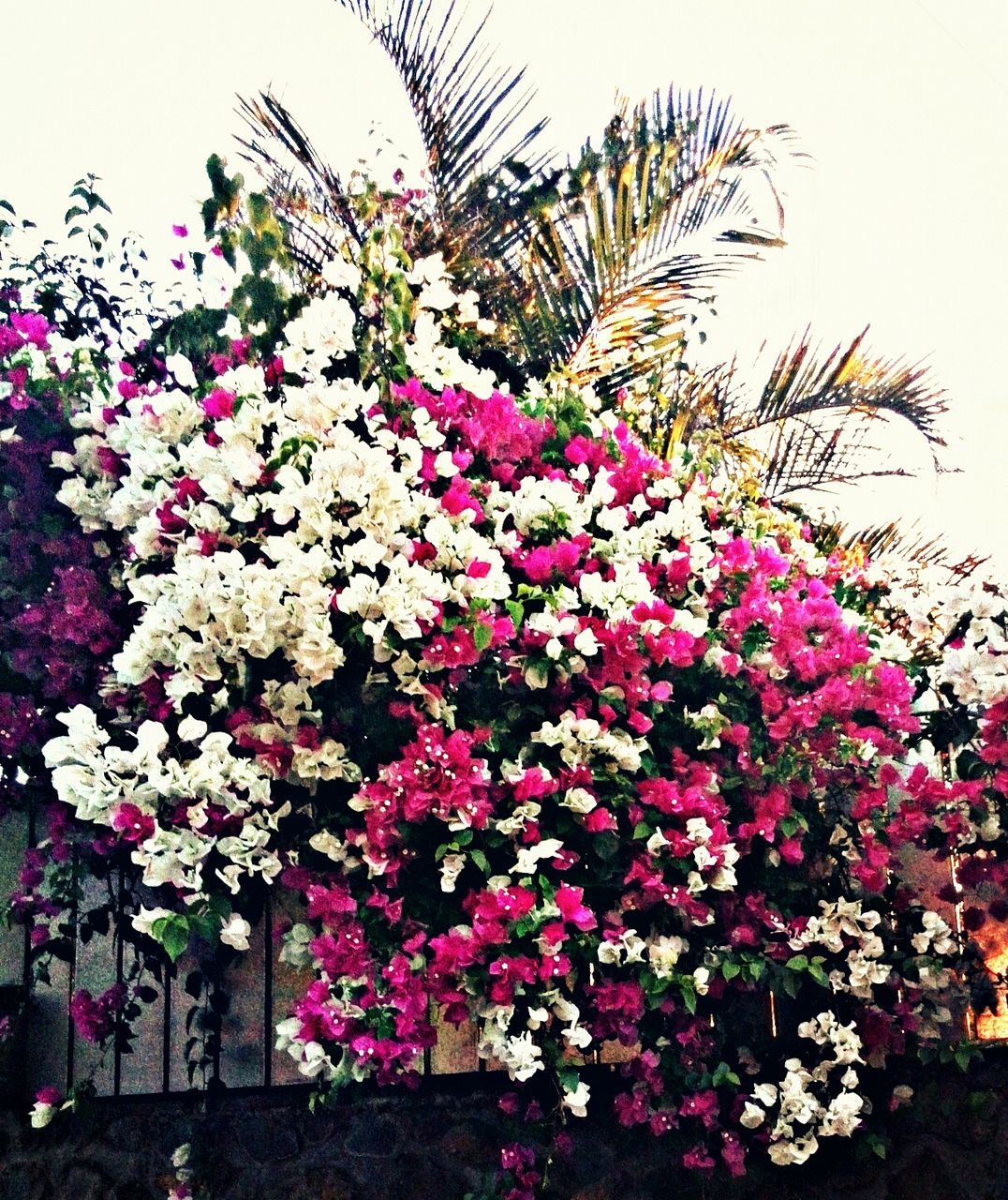 flower, freshness, fragility, growth, pink color, petal, beauty in nature, blooming, nature, clear sky, in bloom, plant, flower head, blossom, low angle view, pink, branch, close-up, day, outdoors