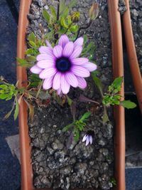 flowering plant