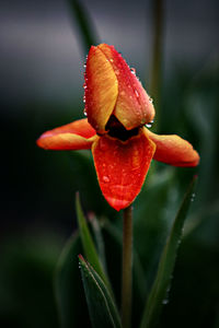 Close-up of tulip flower