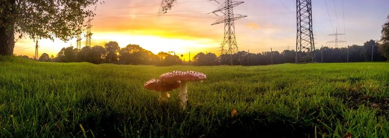 Close-up of mushroom growing on field against sky