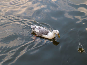 High angle view of duck swimming in lake