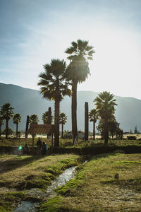 Palm trees on field against sky