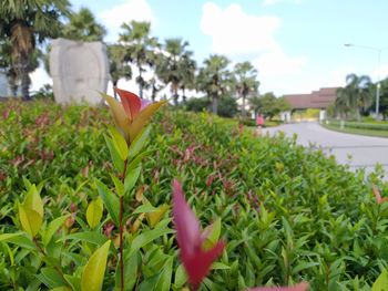 Close-up of flowering plants against sky