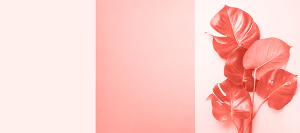 Close-up of pink flower against white background