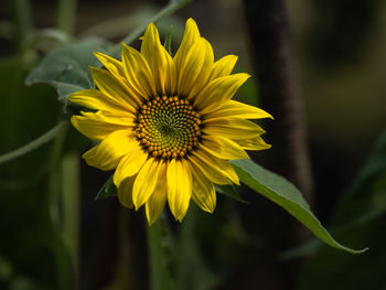 Close-up of yellow flower