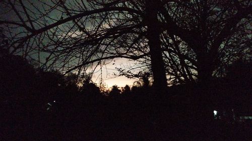 Silhouette trees against sky at night