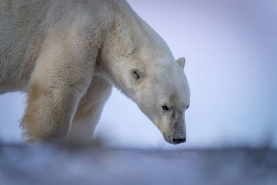 Close-up of polar bear standing sniffing ground