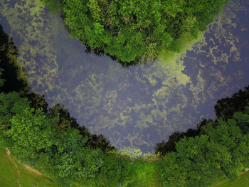 High angle view of trees in forest