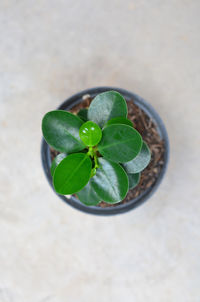 High angle view of potted plant on table