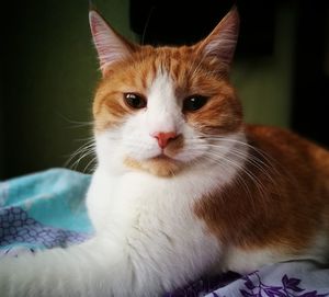 Close-up portrait of cat