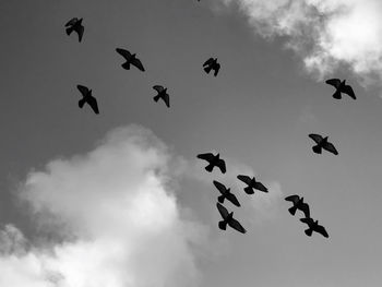 Low angle view of birds flying in sky