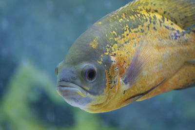 Close-up of fish