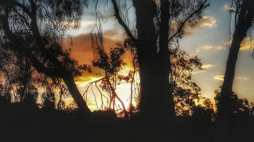 Silhouette trees against sky during sunset