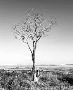 Bare tree on field against clear sky