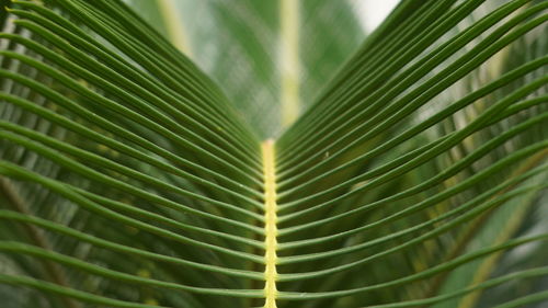 Close-up of palm leaves