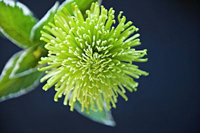 Close-up of plant