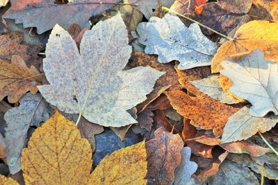 High angle view of dry maple leaves