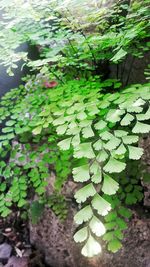 Plants growing on a tree