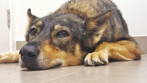 Close-up of dog lying on floor