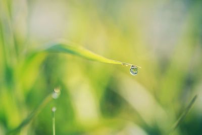 Close-up of water drops on blade of grass