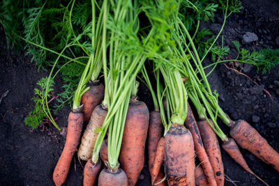 High angle view of vegetables on field